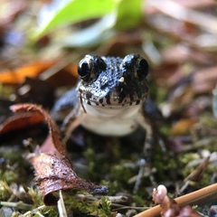 Japanese Rice Frog photo 2