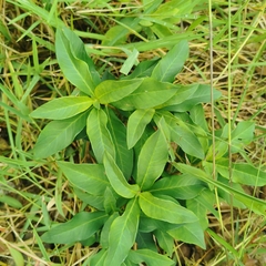 Lysimachia fortunei