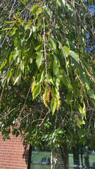 Zelkova serrata