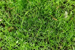 Pilularia globulifera