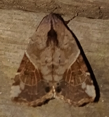 Gonodes liquida