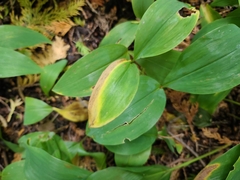 Convallaria majalis