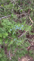 Juniperus ashei