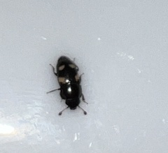 Glischrochilus quadrisignatus