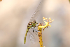 Sympetrum nigrifemur