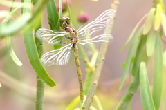 Sympetrum nigrifemur