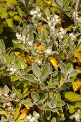Brachyglottis × jubar