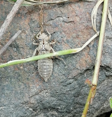 Gomphidae