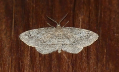 Hypagyrtis piniata