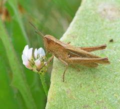 Chorthippus dichrous