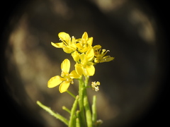Sisymbrium austriacum