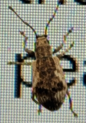 Pseudoedophrys hilleri