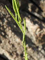 Sisymbrium austriacum