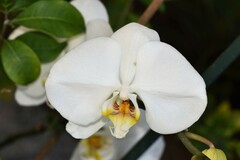 Phalaenopsis