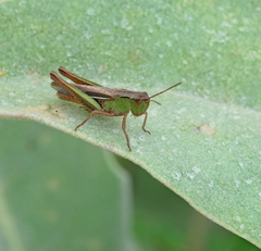 Chorthippus dichrous