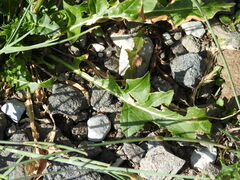 Sisymbrium austriacum