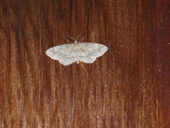 Hypagyrtis piniata