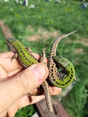 Podarcis siculus campestris