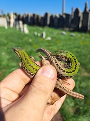 Podarcis siculus campestris