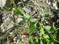 Sisymbrium austriacum