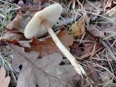 Collybiopsis peronata