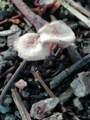 Gymnopus brassicolens