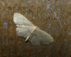 Idaea dimidiata