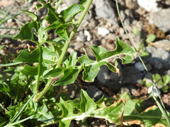 Sisymbrium austriacum