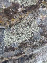 Xanthoparmelia conspersa