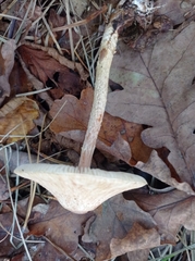 Collybiopsis peronata