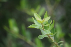 Ilex vomitoria