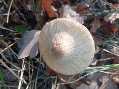 Collybiopsis peronata