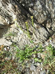 Sisymbrium austriacum