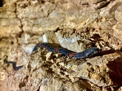 Lampropeltis alterna