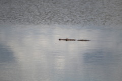 Crocodylus moreletii