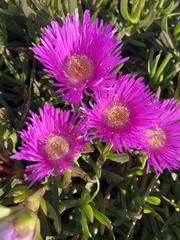 Carpobrotus quadrifidus