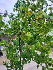 Averrhoa carambola