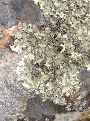 Xanthoparmelia conspersa