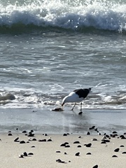 Larus dominicanus vetula
