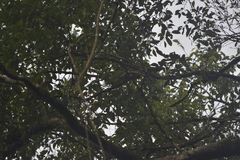 Callosciurus erythraeus