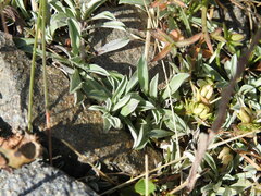 Antennaria dioica