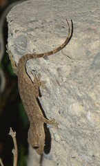 Hemidactylus flaviviridis