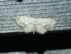 Idaea dimidiata