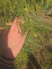 Acacia salicina
