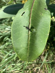 Tritoxa flexa