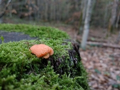 Tubifera