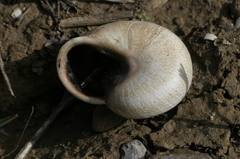 Otala punctata