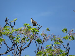 Mimus saturninus
