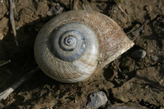 Otala punctata