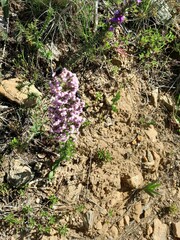 Erica mauritanica